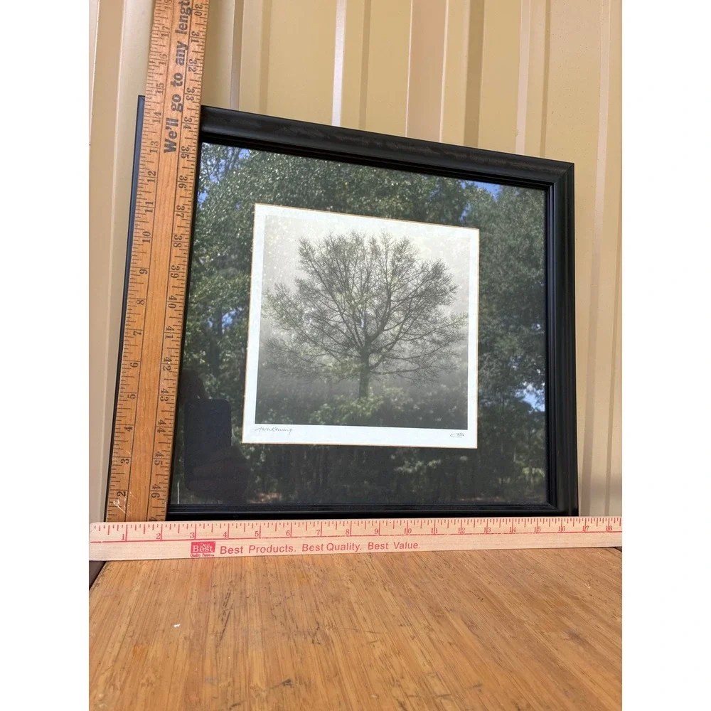 Set of 3 Framed Landscape Tree Photos Awakening Riverview Misty Fog Wall Art